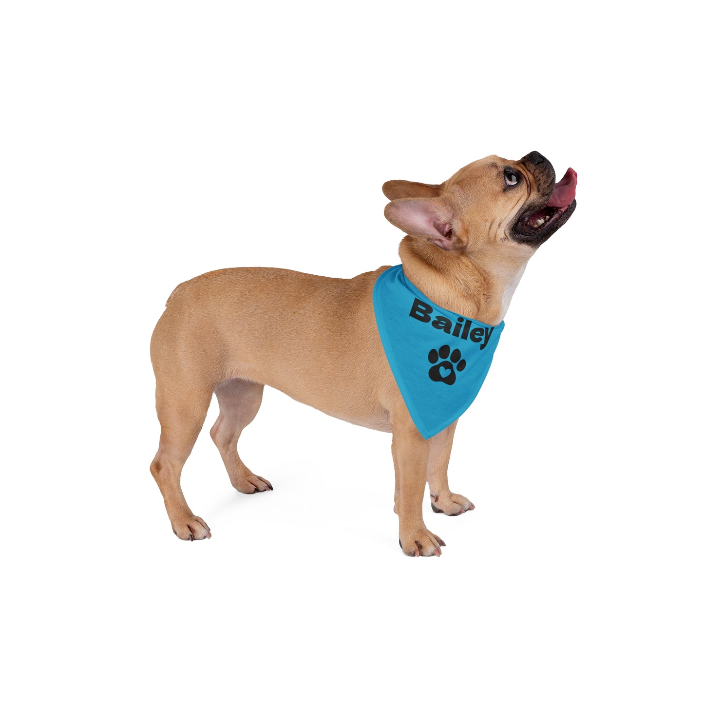 Dog wearing a blue bandana with 'Bailey' and a paw print on a white background