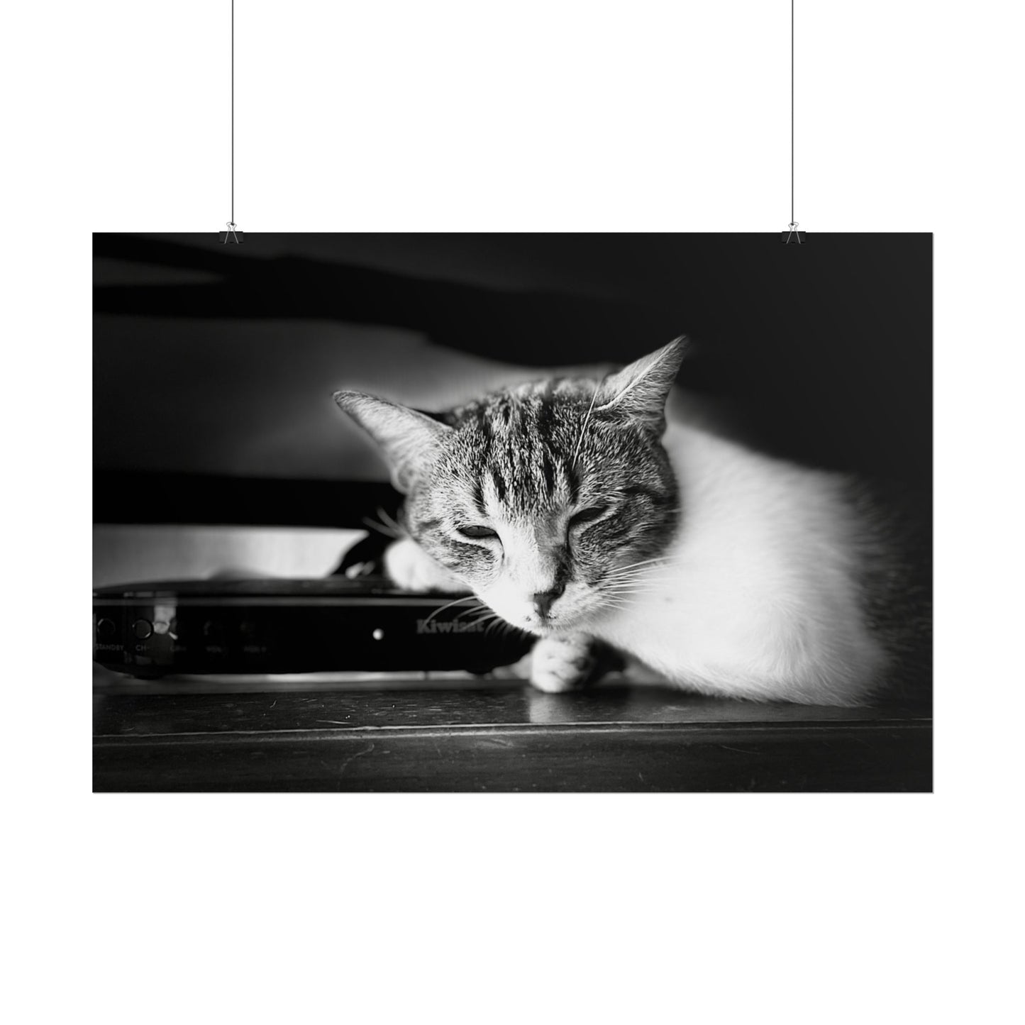 Charming Cat Poster