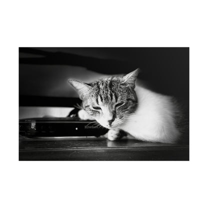 Charming Cat Poster