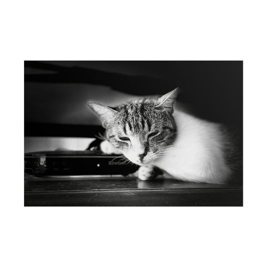 Charming Cat Poster