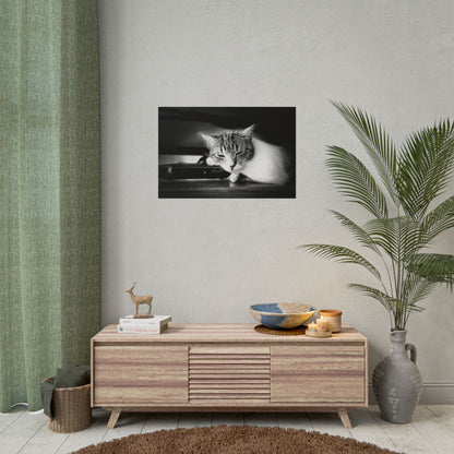 Charming Cat Poster