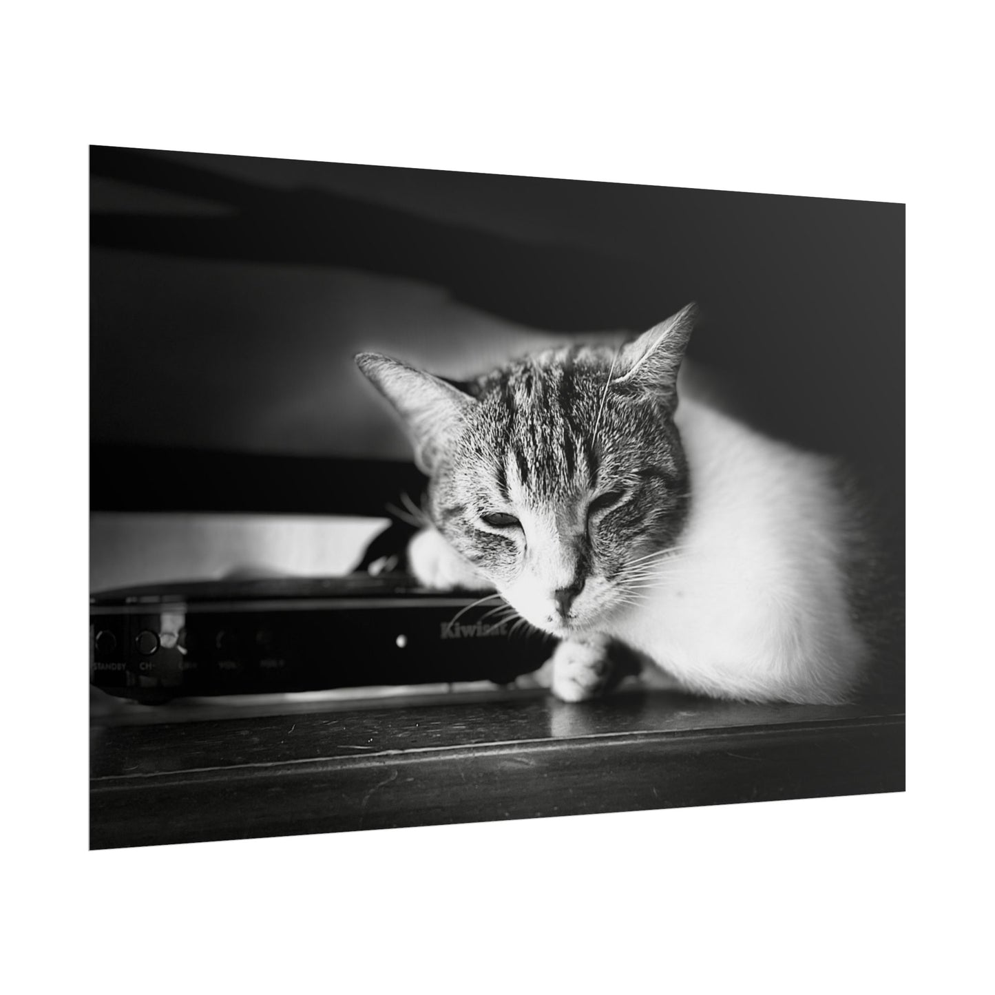 Charming Cat Poster