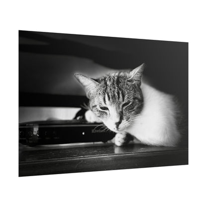 Charming Cat Poster